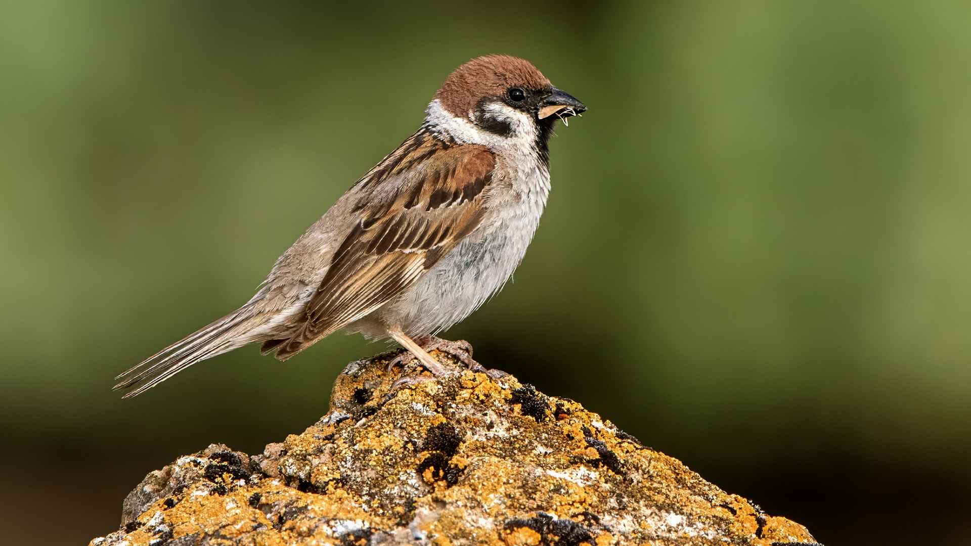 Eurasian Tree Sparrow